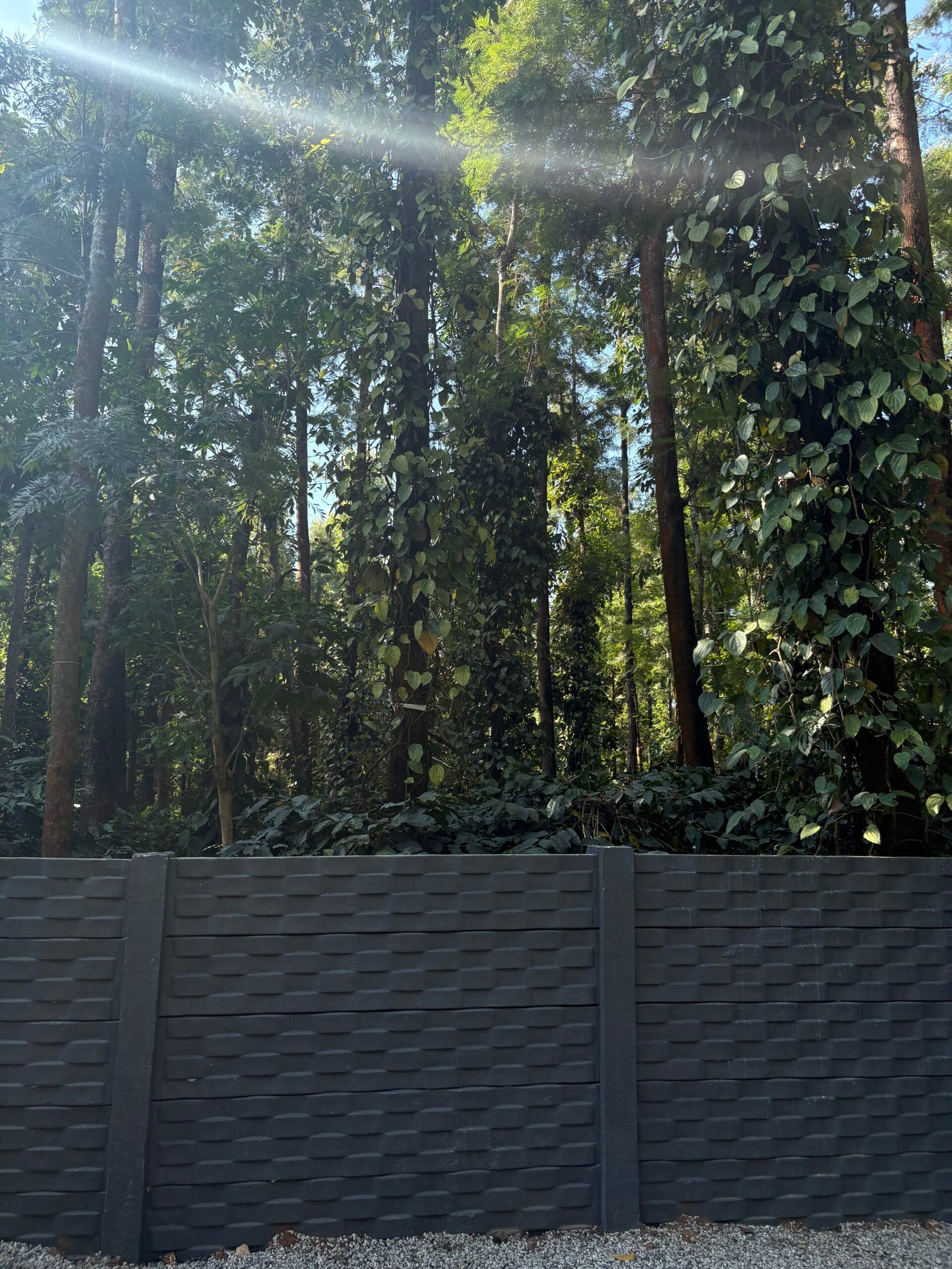 Coffee plantation view